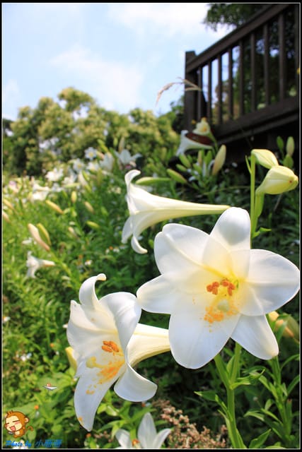 《遊記—台北》內雙溪百合花季