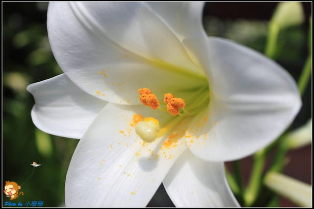 《遊記—台北》內雙溪百合花季