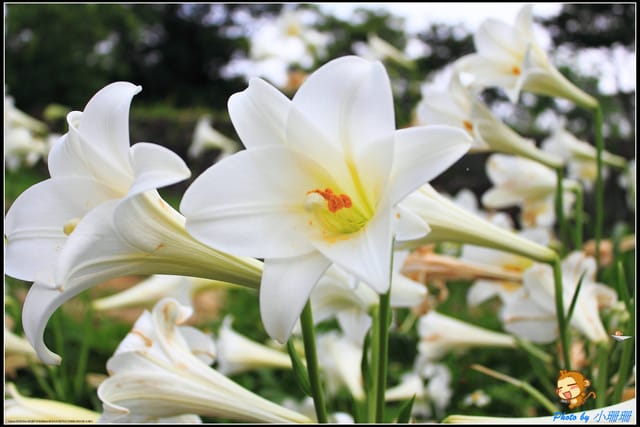 《遊記—台北》內雙溪百合花季
