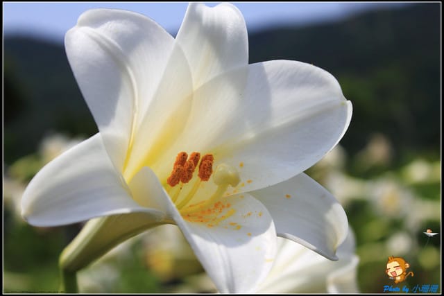 《遊記—台北》內雙溪百合花季