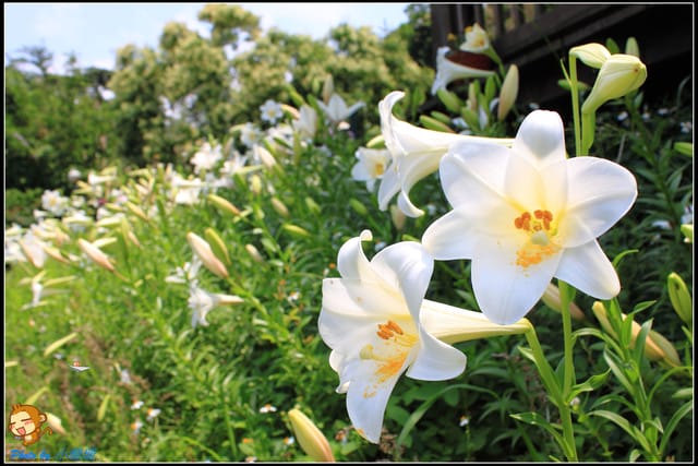 《遊記—台北》內雙溪百合花季