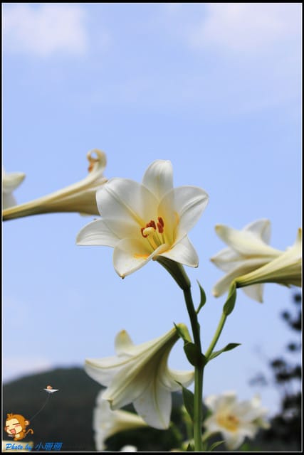 《遊記—台北》內雙溪百合花季
