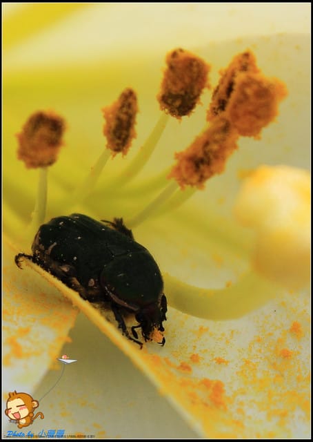 《遊記—台北》內雙溪百合花季