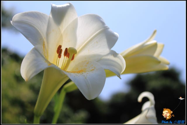 《遊記—台北》內雙溪百合花季