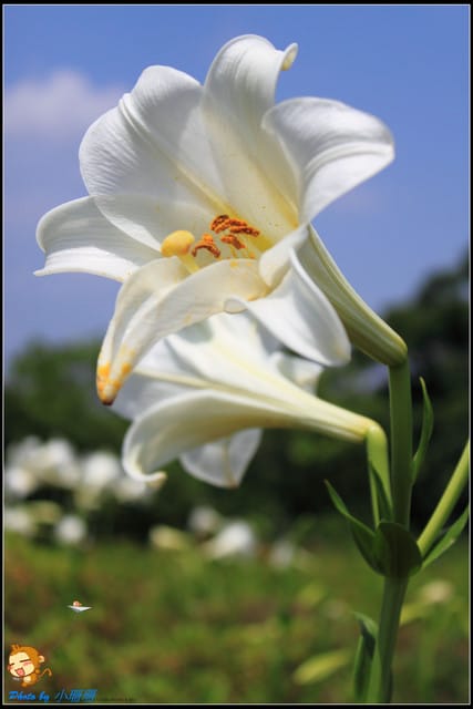 《遊記—台北》內雙溪百合花季
