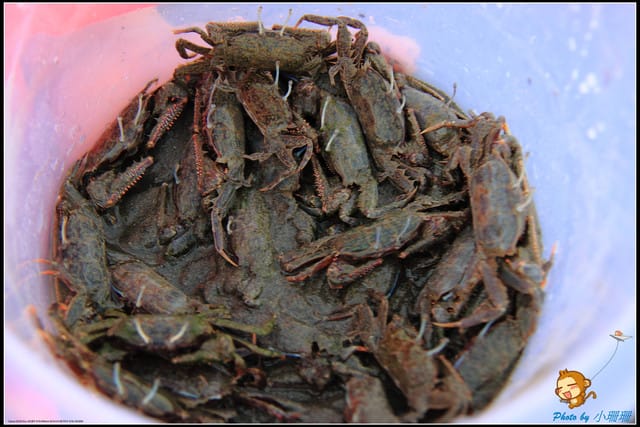 《遊記—台中》被夕陽染紅的高美濕地