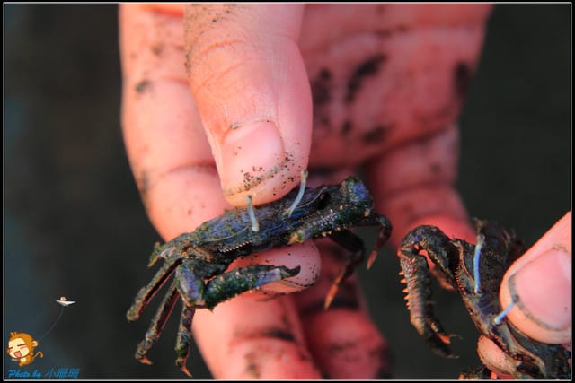 《遊記—台中》被夕陽染紅的高美濕地