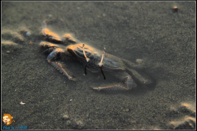《遊記—台中》被夕陽染紅的高美濕地