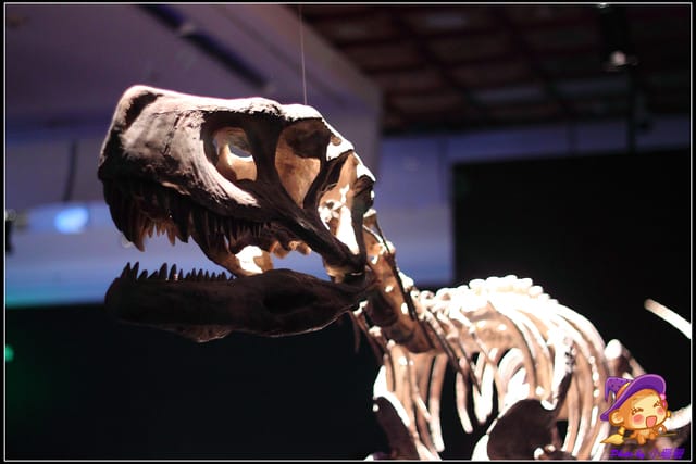 《遊記—台北》地球最古老的恐龍展~恐龍登陸?! - 第10張圖 《遊記—台北》地球最古老的恐龍展~恐龍登陸?!