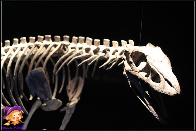 《遊記—台北》地球最古老的恐龍展~恐龍登陸?! - 第18張圖 《遊記—台北》地球最古老的恐龍展~恐龍登陸?!