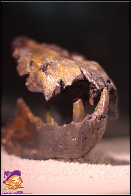 《遊記—台北》地球最古老的恐龍展~恐龍登陸?! - 第35張圖 《遊記—台北》地球最古老的恐龍展~恐龍登陸?!