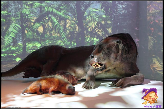 《遊記—台北》地球最古老的恐龍展~恐龍登陸?! - 第28張圖 《遊記—台北》地球最古老的恐龍展~恐龍登陸?!