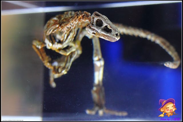 《遊記—台北》地球最古老的恐龍展~恐龍登陸?! - 第46張圖 《遊記—台北》地球最古老的恐龍展~恐龍登陸?!