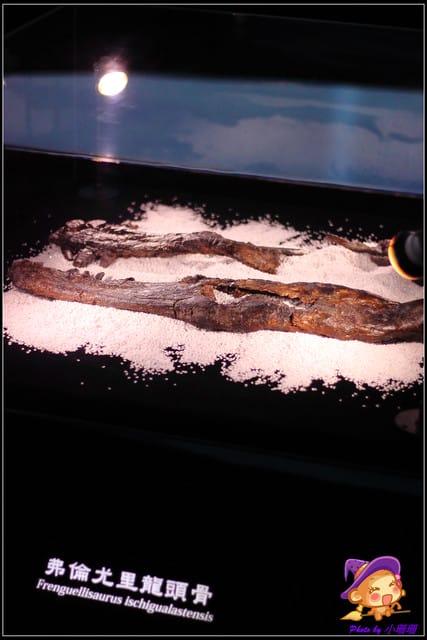《遊記—台北》地球最古老的恐龍展~恐龍登陸?! - 第34張圖 《遊記—台北》地球最古老的恐龍展~恐龍登陸?!