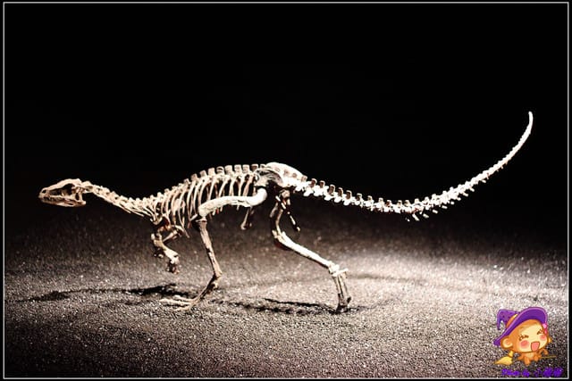 《遊記—台北》地球最古老的恐龍展~恐龍登陸?! - 第15張圖 《遊記—台北》地球最古老的恐龍展~恐龍登陸?!