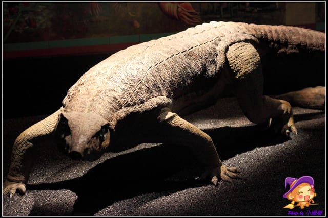 《遊記—台北》地球最古老的恐龍展~恐龍登陸?! - 第22張圖 《遊記—台北》地球最古老的恐龍展~恐龍登陸?!