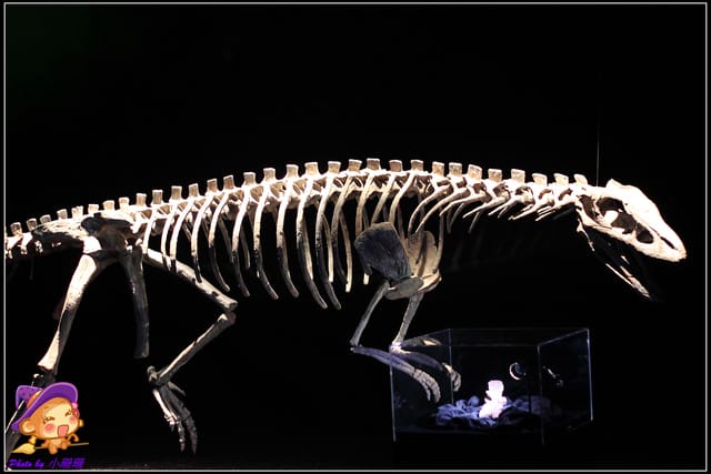 《遊記—台北》地球最古老的恐龍展~恐龍登陸?! - 第17張圖 《遊記—台北》地球最古老的恐龍展~恐龍登陸?!