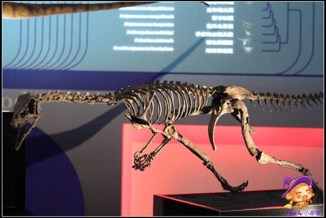 《遊記—台北》地球最古老的恐龍展~恐龍登陸?! - 第55張圖 《遊記—台北》地球最古老的恐龍展~恐龍登陸?!