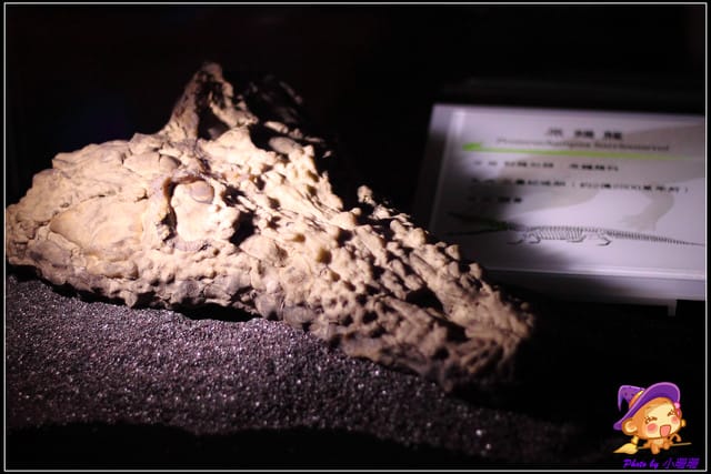 《遊記—台北》地球最古老的恐龍展~恐龍登陸?! - 第36張圖 《遊記—台北》地球最古老的恐龍展~恐龍登陸?!