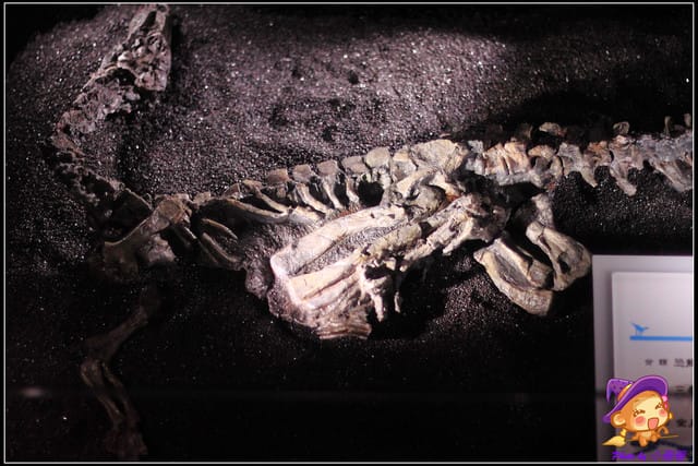 《遊記—台北》地球最古老的恐龍展~恐龍登陸?! - 第43張圖 《遊記—台北》地球最古老的恐龍展~恐龍登陸?!