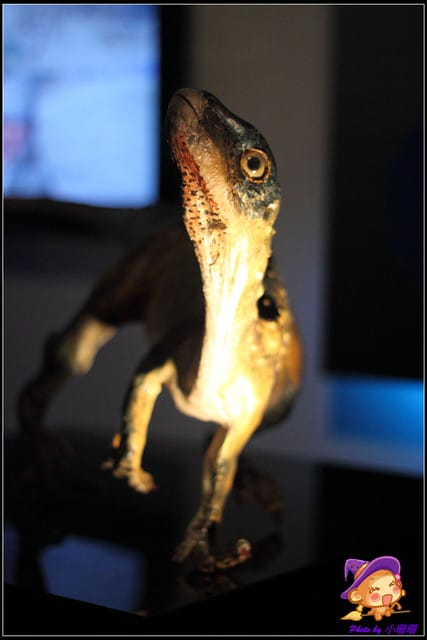 《遊記—台北》地球最古老的恐龍展~恐龍登陸?! - 第53張圖 《遊記—台北》地球最古老的恐龍展~恐龍登陸?!