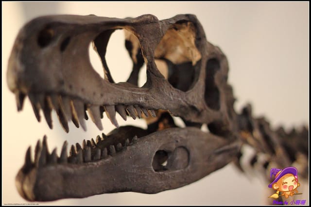 《遊記—台北》地球最古老的恐龍展~恐龍登陸?! - 第50張圖 《遊記—台北》地球最古老的恐龍展~恐龍登陸?!