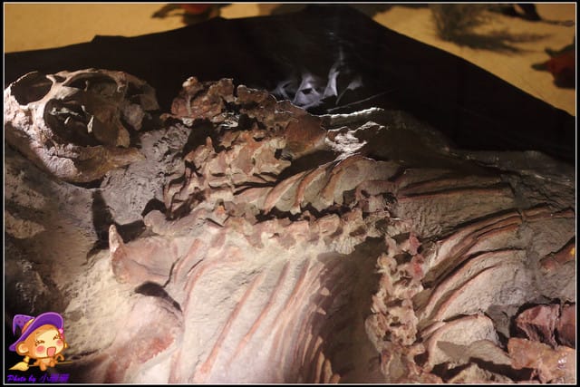 《遊記—台北》地球最古老的恐龍展~恐龍登陸?! - 第41張圖 《遊記—台北》地球最古老的恐龍展~恐龍登陸?!