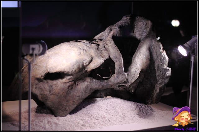《遊記—台北》地球最古老的恐龍展~恐龍登陸?! - 第37張圖 《遊記—台北》地球最古老的恐龍展~恐龍登陸?!