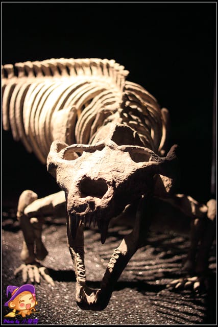 《遊記—台北》地球最古老的恐龍展~恐龍登陸?! - 第14張圖 《遊記—台北》地球最古老的恐龍展~恐龍登陸?!