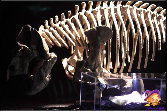 《遊記—台北》地球最古老的恐龍展~恐龍登陸?! - 第12張圖 《遊記—台北》地球最古老的恐龍展~恐龍登陸?!