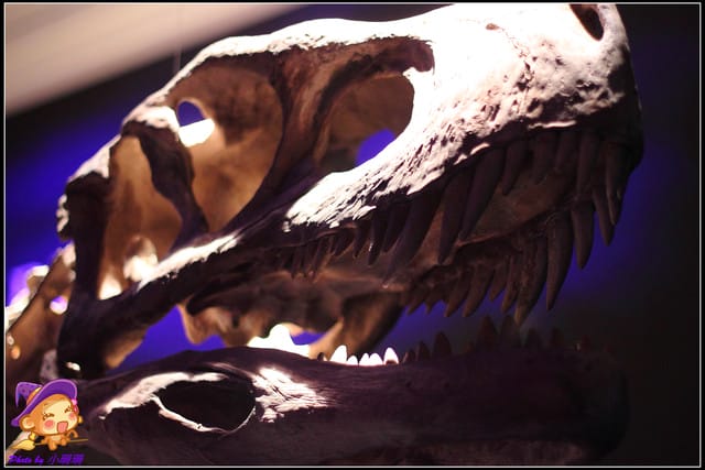 《遊記—台北》地球最古老的恐龍展~恐龍登陸?! - 第11張圖 《遊記—台北》地球最古老的恐龍展~恐龍登陸?!
