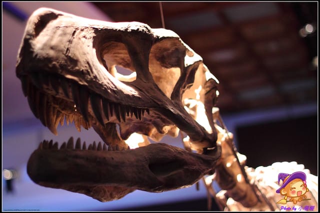 《遊記—台北》地球最古老的恐龍展~恐龍登陸?! - 第8張圖 《遊記—台北》地球最古老的恐龍展~恐龍登陸?!