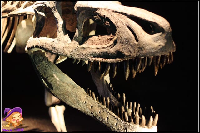 《遊記—台北》地球最古老的恐龍展~恐龍登陸?! - 第20張圖 《遊記—台北》地球最古老的恐龍展~恐龍登陸?!