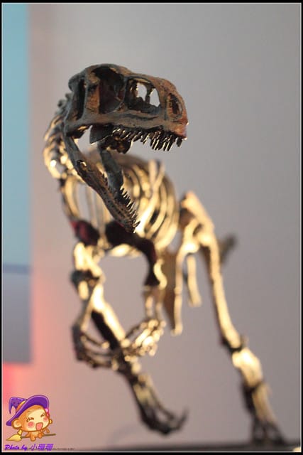 《遊記—台北》地球最古老的恐龍展~恐龍登陸?! - 第56張圖 《遊記—台北》地球最古老的恐龍展~恐龍登陸?!