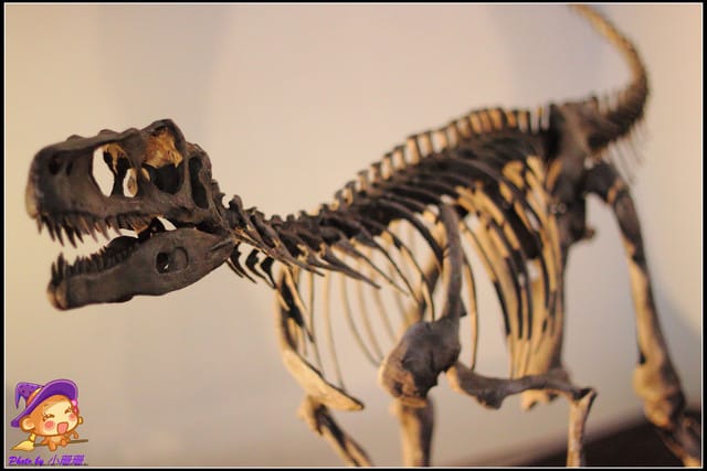 《遊記—台北》地球最古老的恐龍展~恐龍登陸?! - 第51張圖 《遊記—台北》地球最古老的恐龍展~恐龍登陸?!