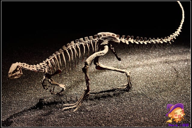 《遊記—台北》地球最古老的恐龍展~恐龍登陸?! - 第16張圖 《遊記—台北》地球最古老的恐龍展~恐龍登陸?!