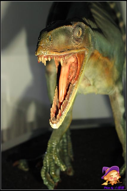 《遊記—台北》地球最古老的恐龍展~恐龍登陸?! - 第48張圖 《遊記—台北》地球最古老的恐龍展~恐龍登陸?!