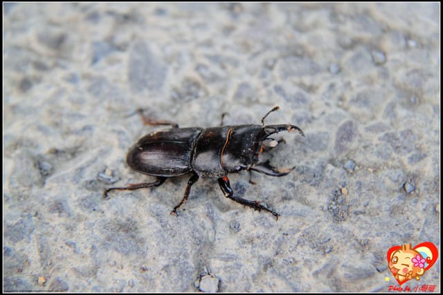 《食記—宜蘭》玻璃屋No Menu手作料理~想吃還得靠“運氣”溜! - 第8張圖 《食記—宜蘭》玻璃屋No Menu手作料理~想吃還得靠“運氣”溜!