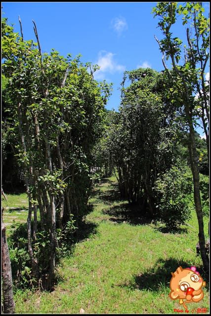 《食記—新北石碇》花現桂花村～茶鄉桂花農場