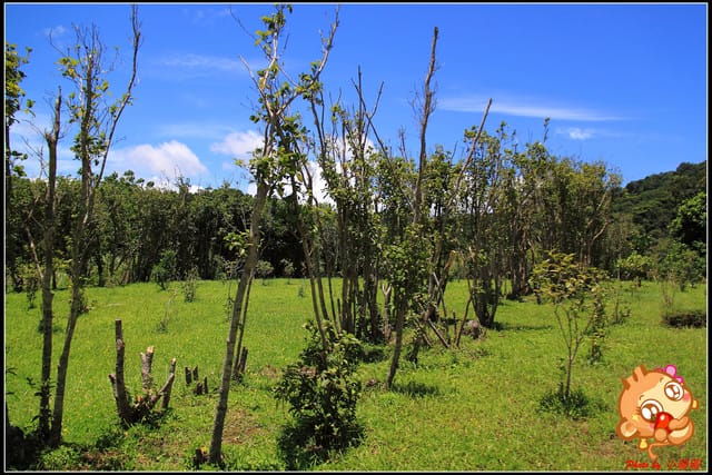 《食記—新北石碇》花現桂花村～茶鄉桂花農場