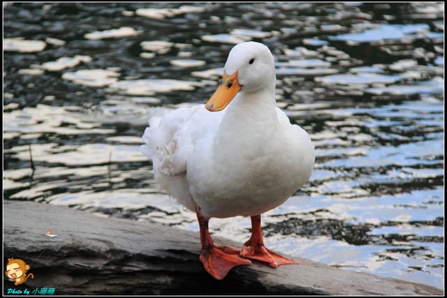 《遊記—宜蘭》梅花湖風景區