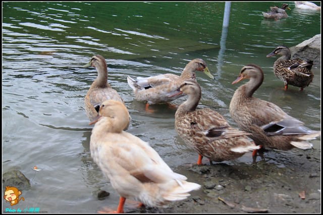 《遊記—宜蘭》梅花湖風景區