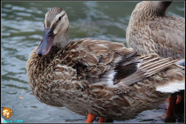 《遊記—宜蘭》梅花湖風景區