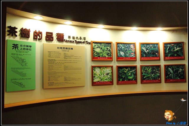 《遊記—新北坪林》茶業博物館