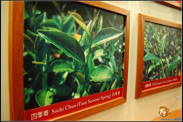 《遊記—新北坪林》茶業博物館