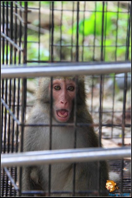 《遊記—苗栗》日新島之水榭樓台～如畫般的湖光山色！