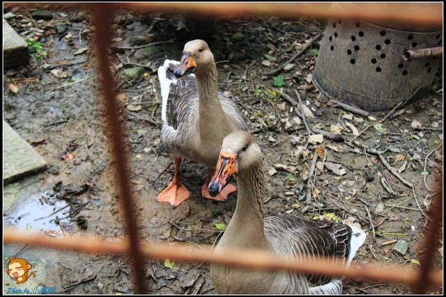 《遊記—苗栗》日新島之水榭樓台～如畫般的湖光山色！