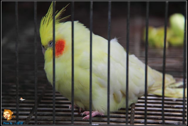 《遊記—苗栗》日新島之水榭樓台～如畫般的湖光山色！