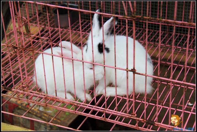 《遊記—苗栗》日新島之水榭樓台～如畫般的湖光山色！