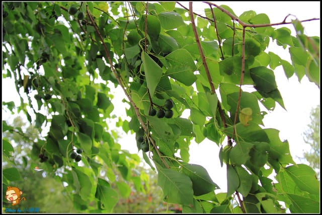 《遊記—苗栗》日新島之水榭樓台～如畫般的湖光山色！